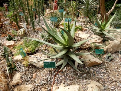 Aloe gariepensis