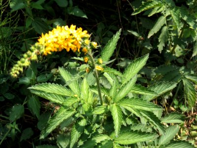 Agrimonia procera Kiev4