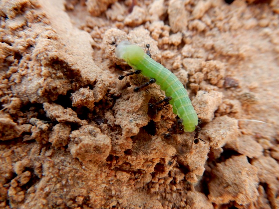 Chenille attaquée par des fourmis 1