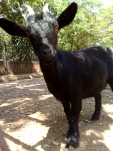Cabra en el Zoofari, Cuernavaca, Morelos photo