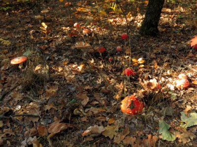 Amanita muscaria Kiev3