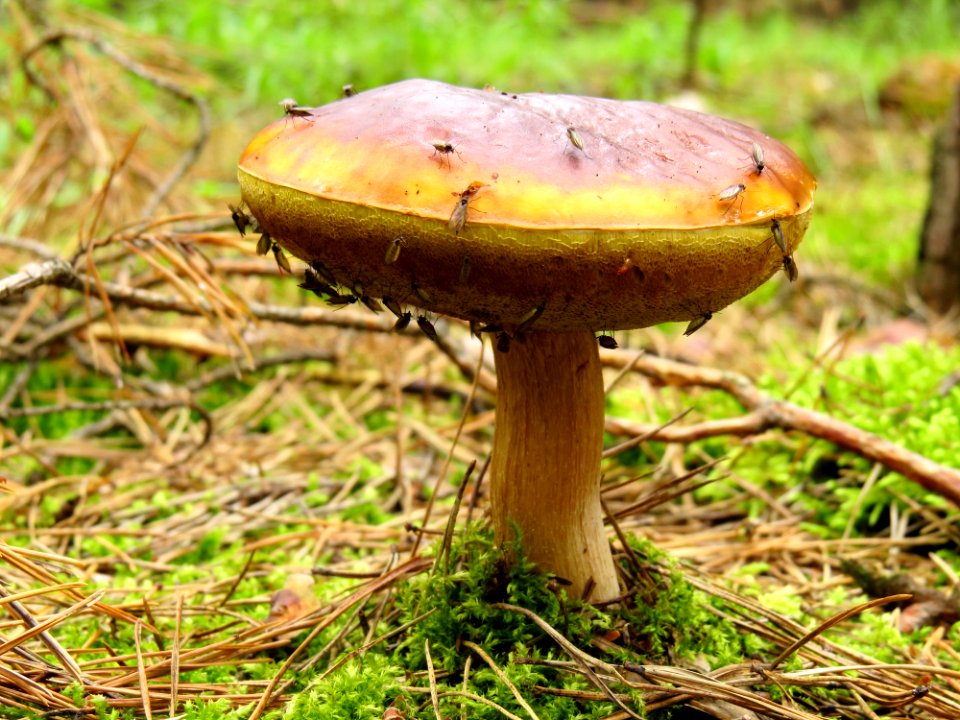 Boletus edulis Moshchun2