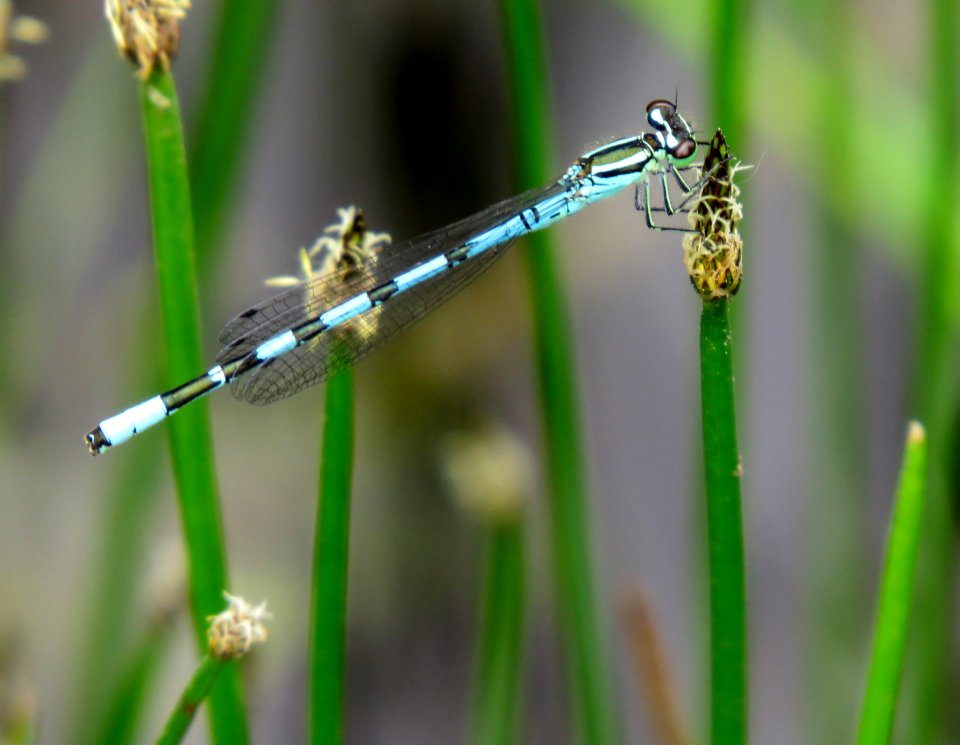 Coenagrion hastulatum Syrets