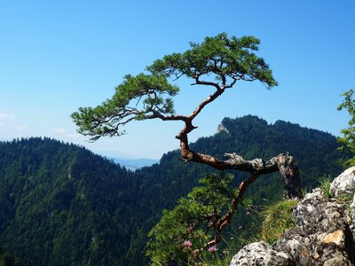 Landscape pine tree photo