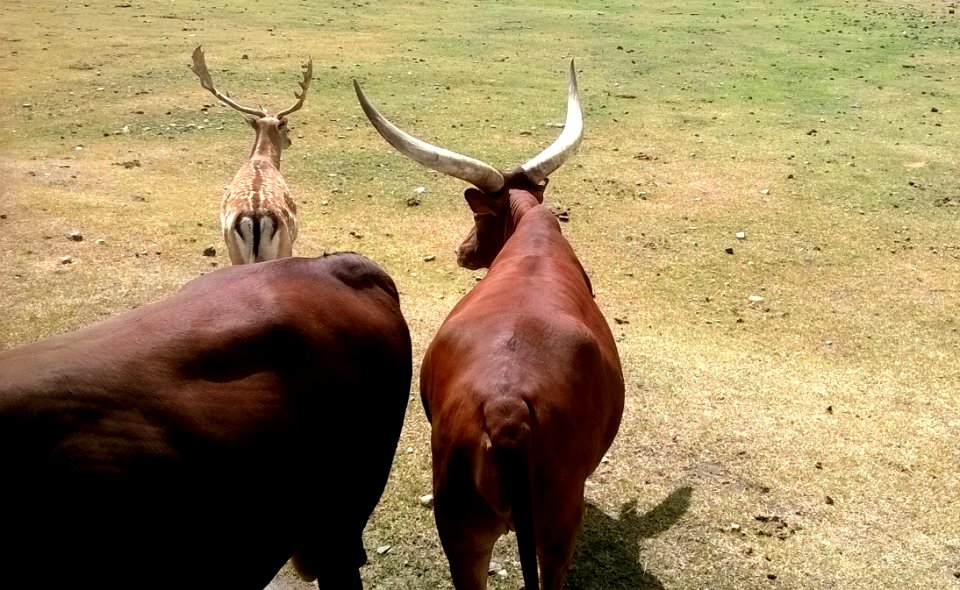 Bovidae - rear view 2