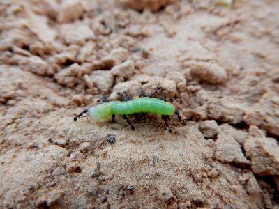 Chenille attaquée par des fourmis 2