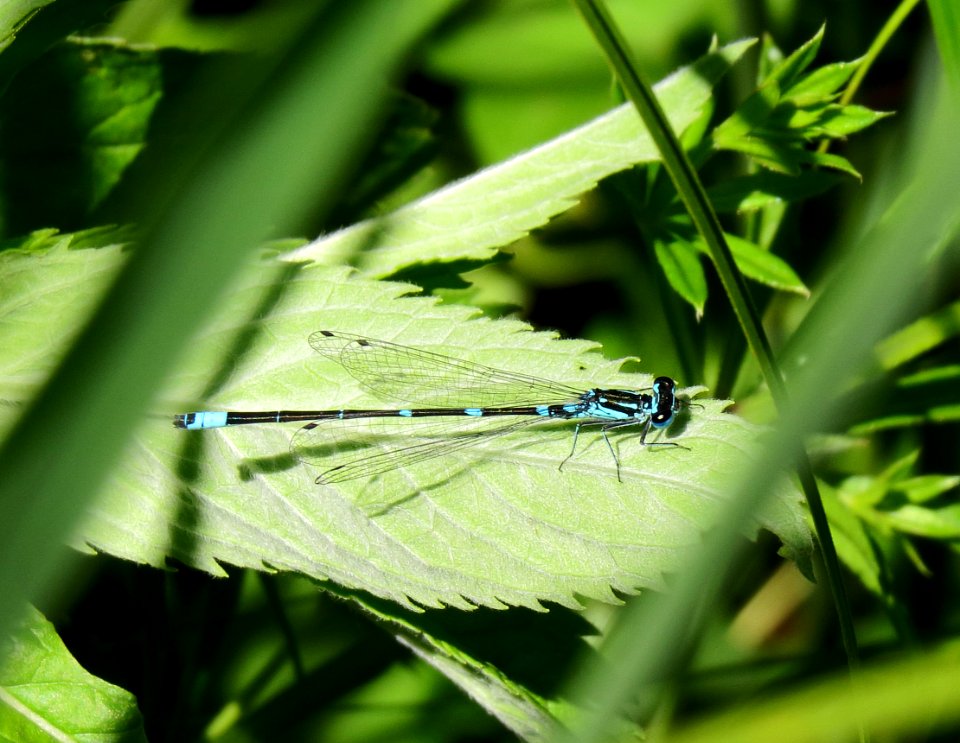 Coenagrion pulchellum Kiev3