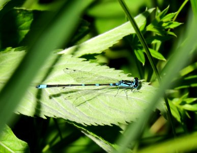 Coenagrion pulchellum Kiev3 photo