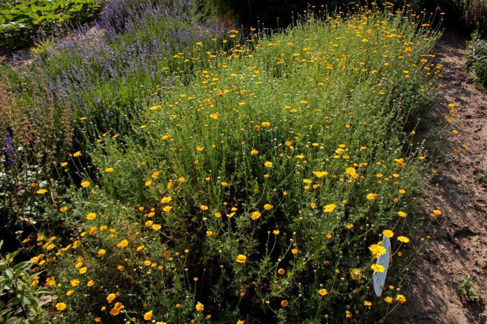 Botanical garden Brno Kravi hora 245