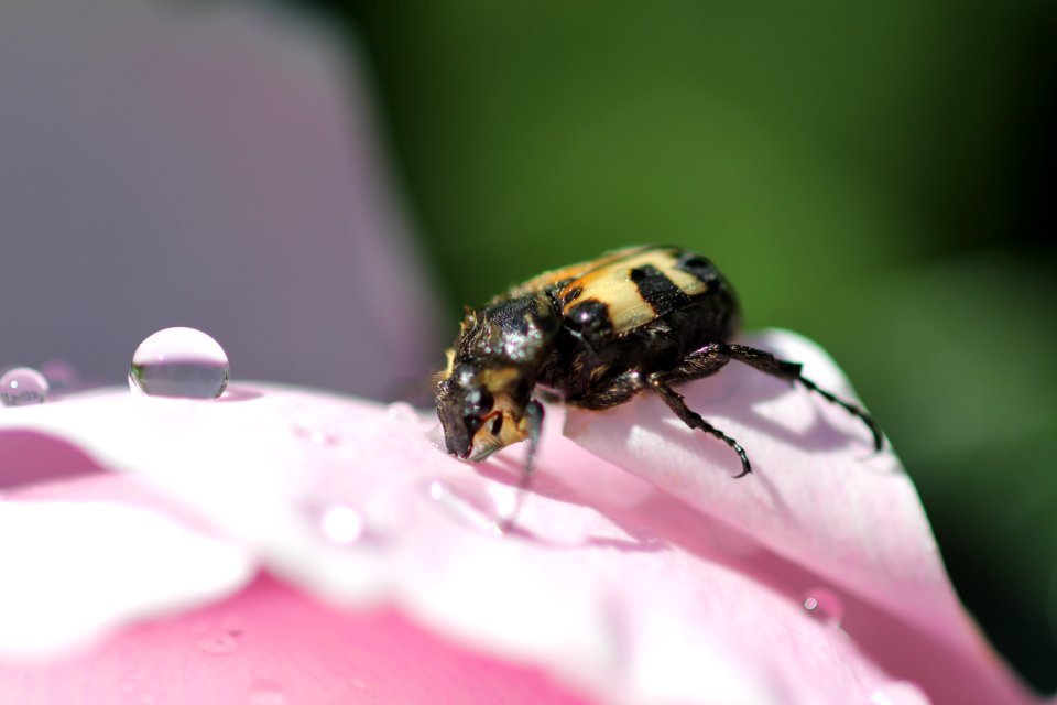 Bille drikker vann på blomst 7
