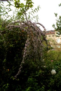 Buddleja alternifolia 3746