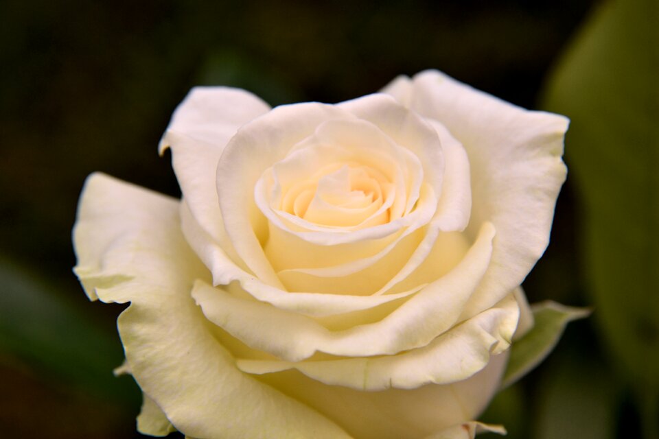 Flower rose nature