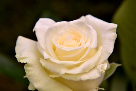 Flower rose nature
