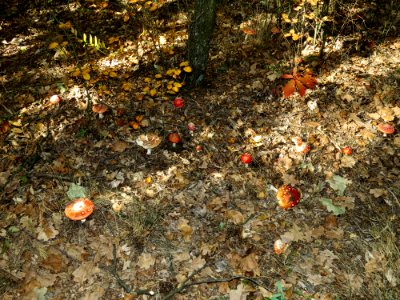 Amanita muscaria Kiev2