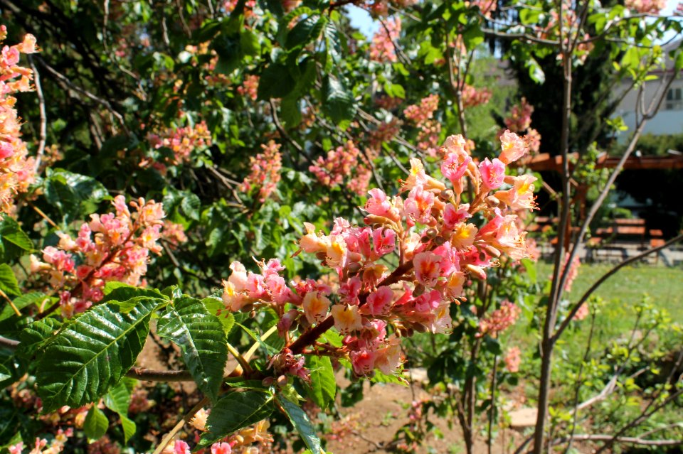 Aesculus × carnea 1348