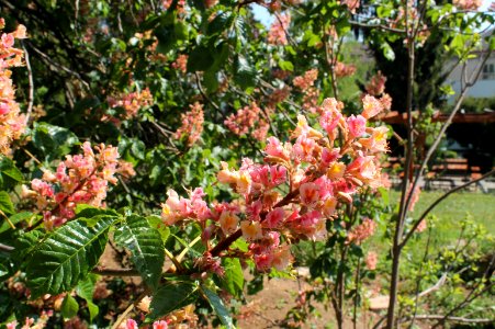 Aesculus × carnea 1348