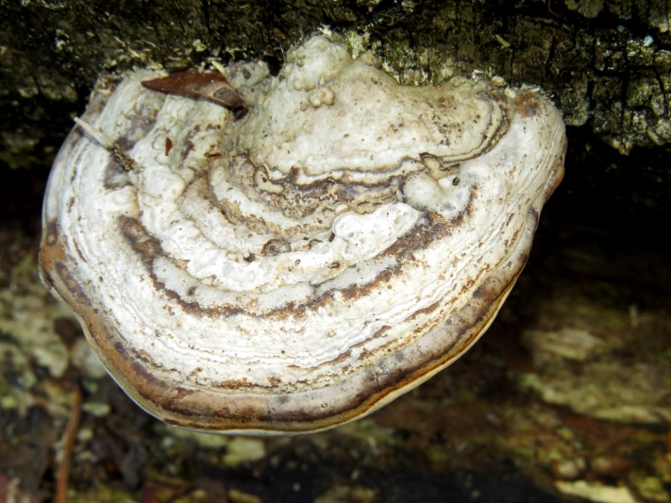 Fomes fomentarius Kiev2