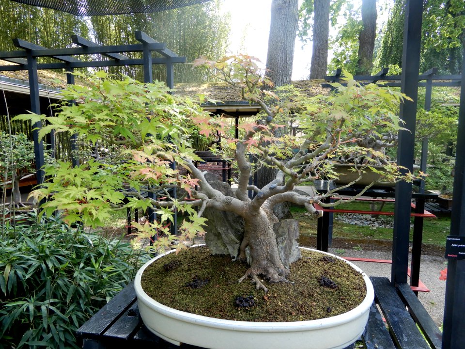 Acer palmatum thunb. 1899