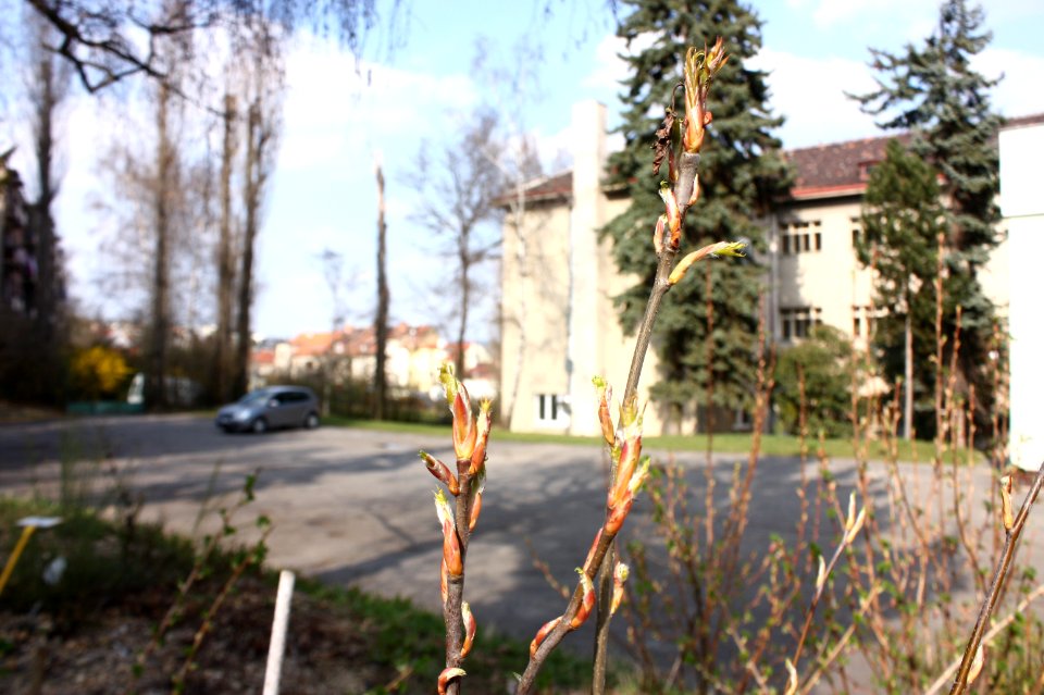 Amelanchier lamarckii 6872