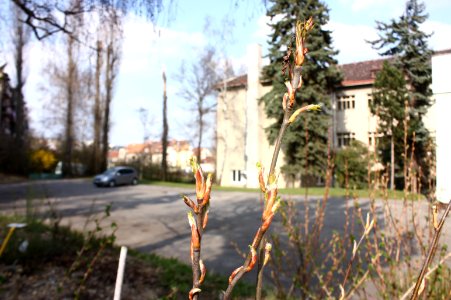 Amelanchier lamarckii 6872