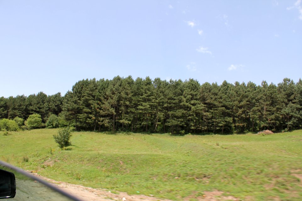 Forest in Armenia, near Sevan
