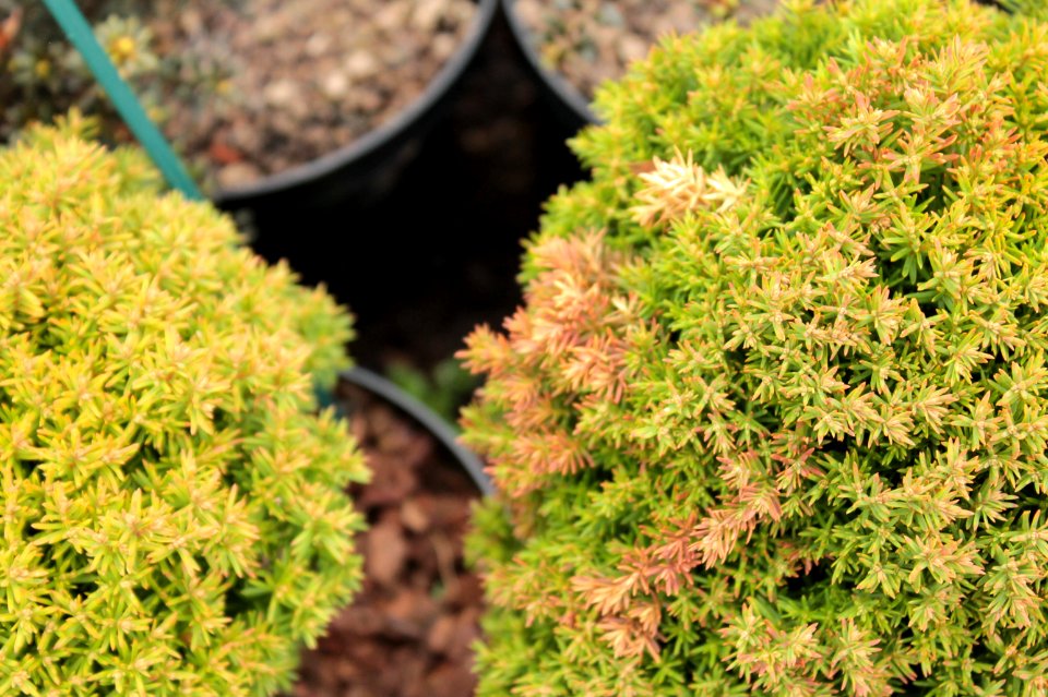 Cryptomeria japonica 11048