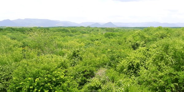 Caatinga hiperxerófila, Pau dos Ferros (RN)