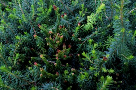 Erica 09 05 0330