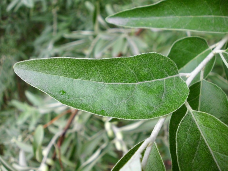 Elaeagnus angustifolia (05)