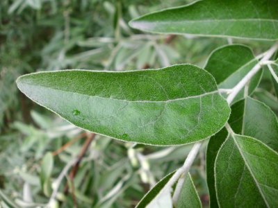 Elaeagnus angustifolia (05)