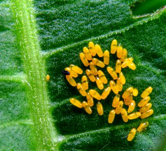 Gastrophysa viridula eggs Muromets2