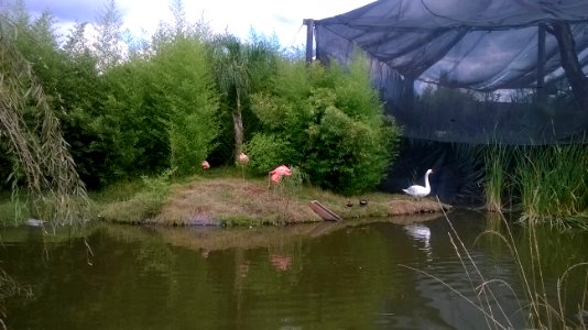 Flamencos con cisne en cautiverio
