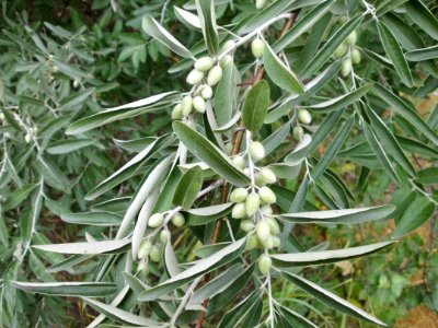 Elaeagnus angustifolia (07)