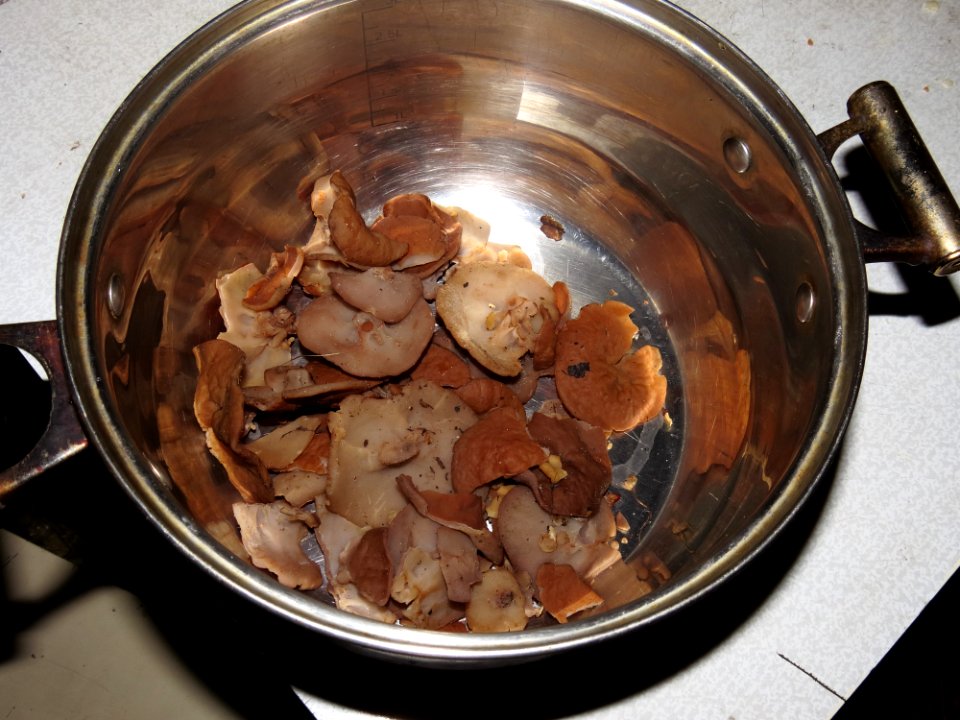 Discina ancilis cooking1