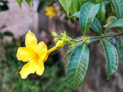 Leaf flower garden
