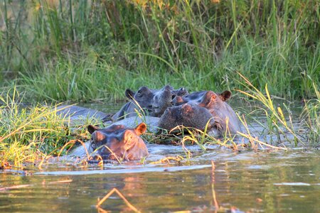 Africa safari hippopotamus