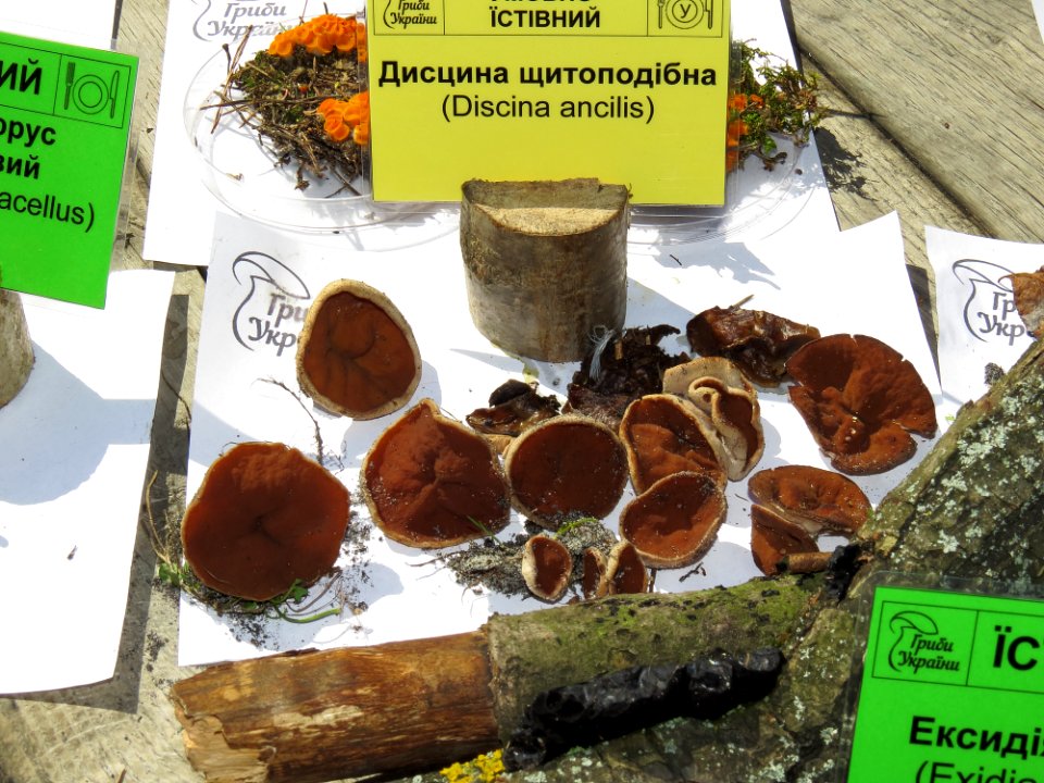 Discina ancilis Kiev1