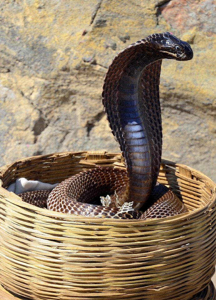 Basket danger serpent