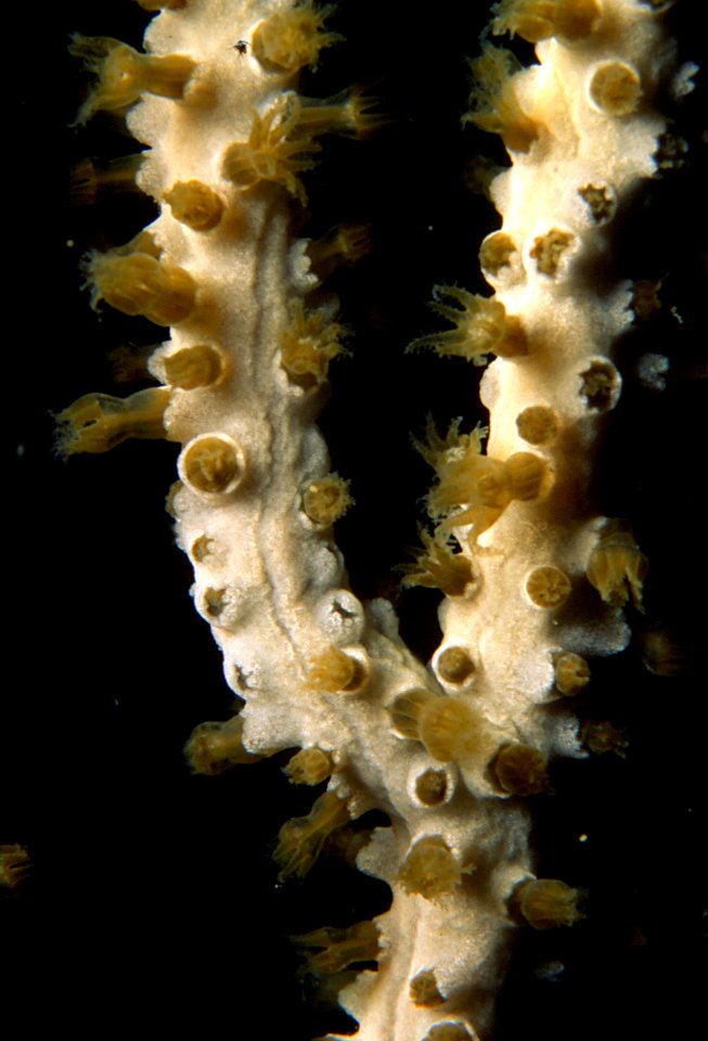 Eunicella singularis (Esper, 1794) 3