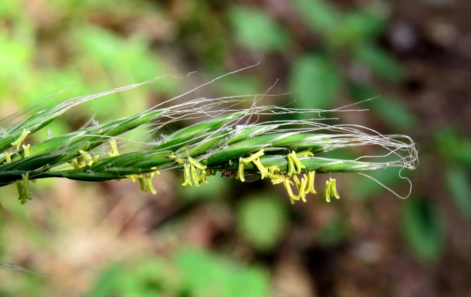 Festuca gigantea Kiev1