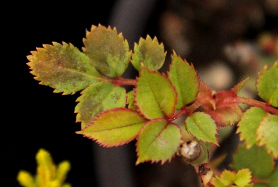 Disorders of Rosa 11080