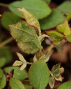 Disorders of Rosa 11075