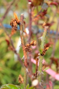 Disorders of Rosa 10628