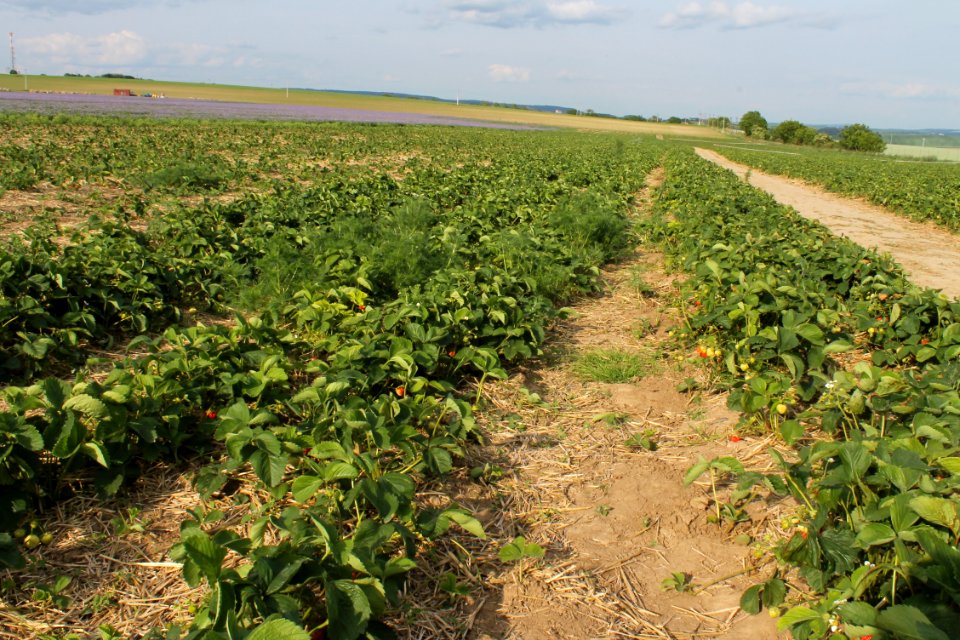 Strawberry fields 8246