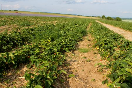 Strawberry fields 8246