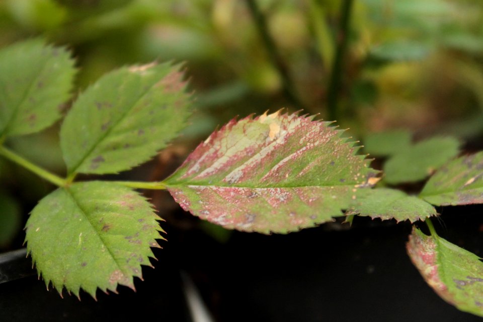 Disorders of Rosa 11037