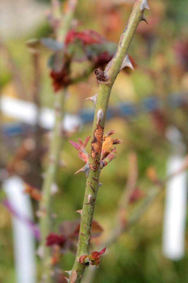 Disorders of Rosa 10626