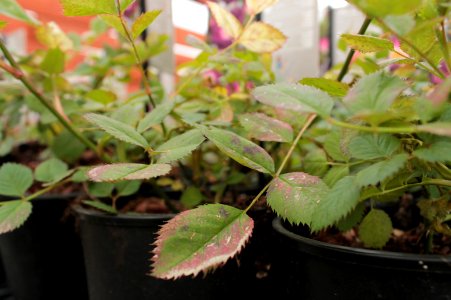 Disorders of Rosa 11033