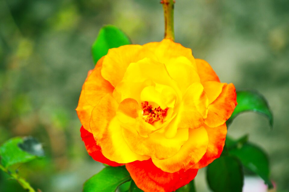 Rose flower yellow rose