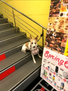 Dog Chained on Stair Railing of PX Mart Songshan Sanmin Store 20180504